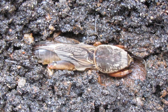 Gryllotalpa gryllotalpa?